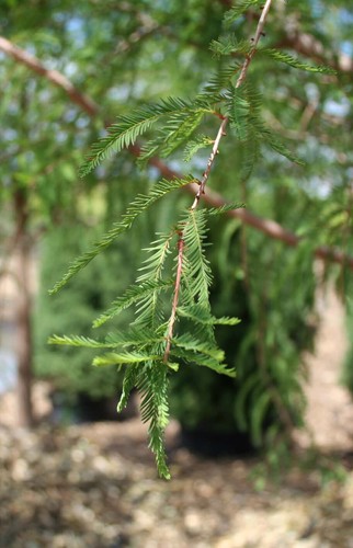 2 Bald Cypress Trees - Live Plants - 18-24" Tall - Qt Pot - Taxodium distichum - Picture 11 of 11