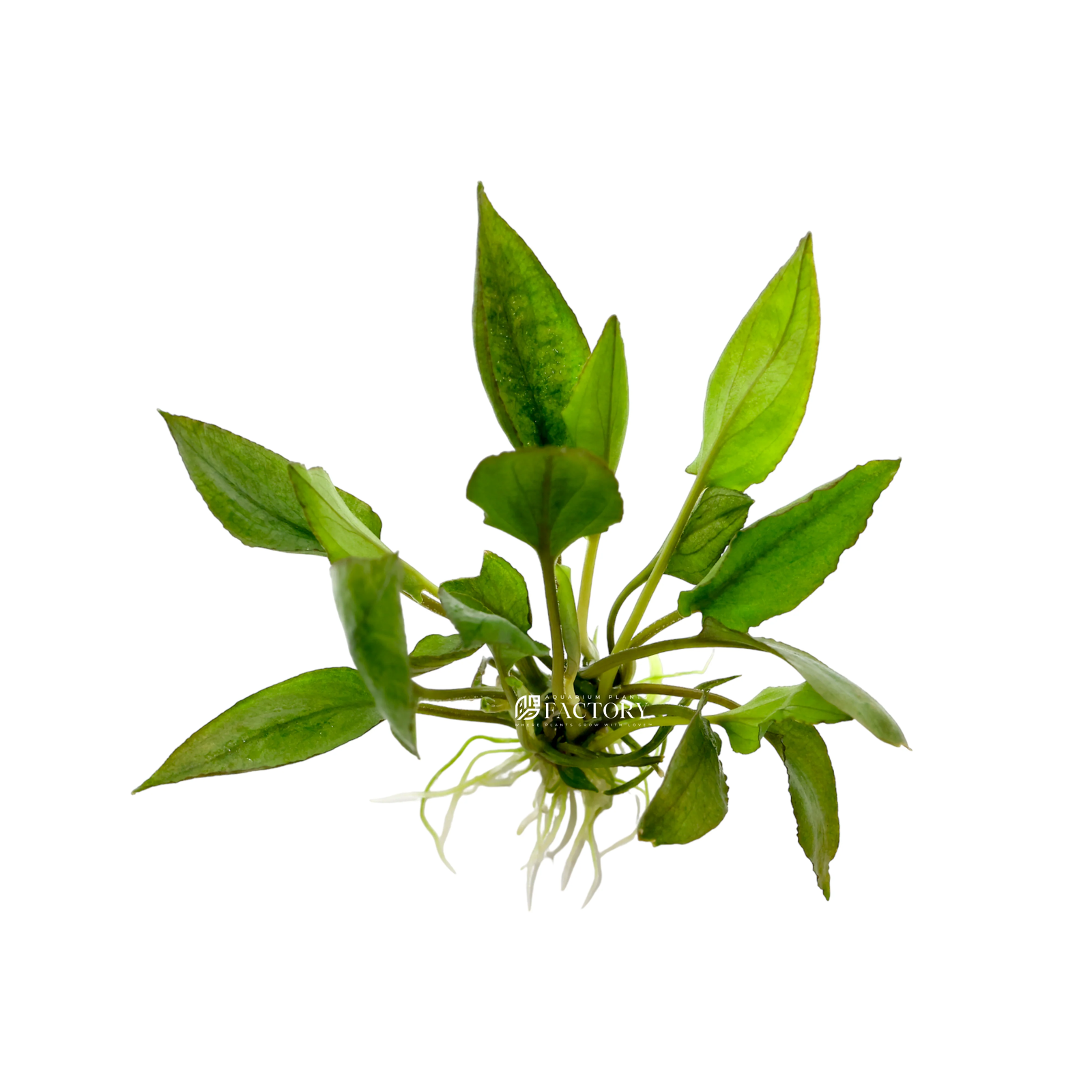 Lagenandra Keralensis Aquarium Plants Factory® BUY 2 GET 1 FREE* eBay