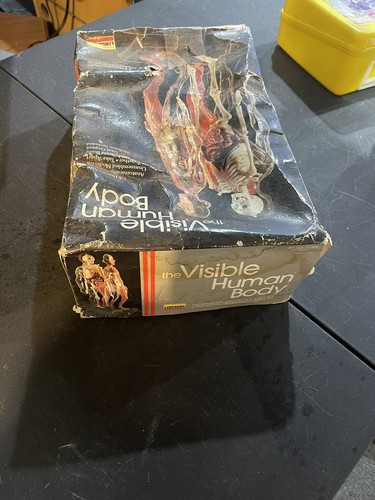 Vintage 1991 Lindberg The Visable Human Body Kit No. 1302 - Bild 6 von 10