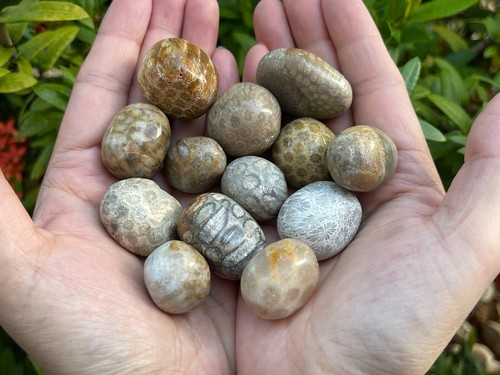 Grade A++ Fossil Coral Tumbled Stone, 0.75-1.25" Tumbled Fossil Coral, Bulk Lot - Picture 10 of 12