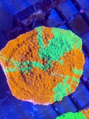 Coral Beauties Aquatics Grafted Monti Cap  01