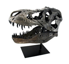 TYRANNOSAURUS SKULL PRE HISTORIC DINOSAUR BONE BIG SCULPTURE HEAD TREX LARGE NEW