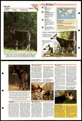 Okapi #103 Mammals Wildlife Fact File Fold-Out Card