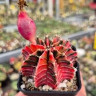 Gymnocalycium friedrichii LB f.variegata VVG5  20seeds  harvest 2025