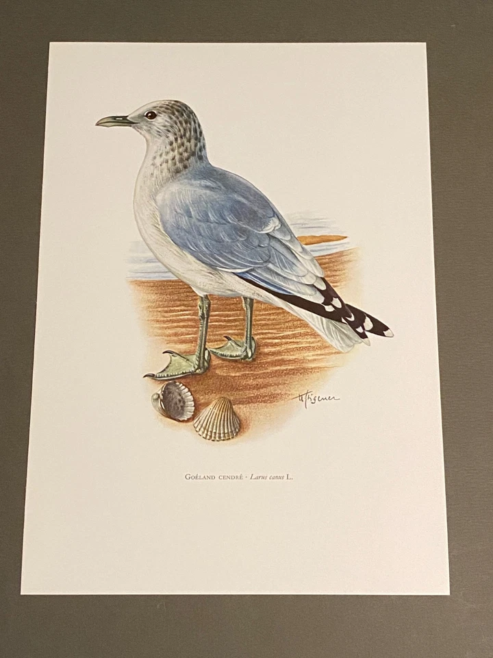 Planche ornithologique ancienne – Goéland cendré - Photo 2/3