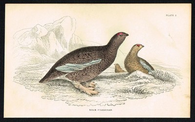 Bohemian Waxwing Bird 1840 Antique Hand-Colored Engraving Jardine Ornithology