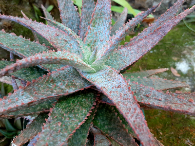 ALOE "LAVENDER STAR" HYBRID ***RARE !! *** / CACTUS | eBay