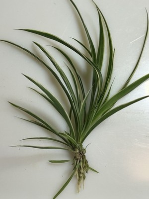 ''Rooted Spider Plant Baby Starter Plant   Live Houseplant    Ships Bare Root
