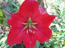 One Amaryllis Bulb Guiding  Star Hippeastrum 6-12 cm. in circumference