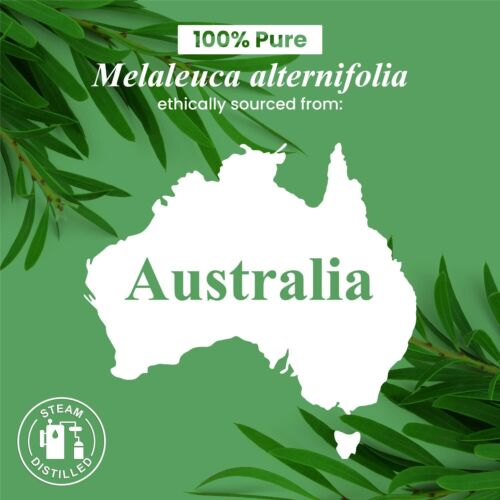Tea Tree Essential Oil - Huge 4 Fl Oz - 100% Pure and Natural - Premium Grade - Picture 8 of 8