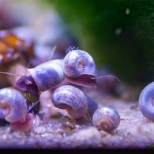 Large Ramshorn Snails 5/10 Pack Live Freshwater Aquarium Clean Up Crew