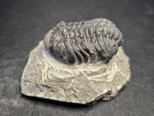 58mm Morocops Trilobite Morocco Fossil Devonian
