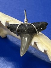 SHARK TOOTH PENDANT Fossilized 7/8 Inch Upper LEMON Shark Tooth 