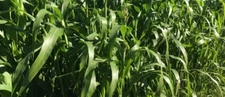 Sorghum Sudangrass Seeds Forage Cover Crop Fast Growing Drought Tolerant
