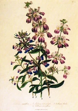 Collinsia Botanical Flower Floral Print Jane Loudon Vintage 1991 OF#37A