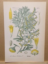 1886 ANTIQUE LITHOGRAPH ILLUSTRATION BOTANY FLOWER FLORA NATURE DECOR PICTURE...