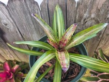 Neoregelia CHRISSY Bromeliad one tropical plant SMALL 