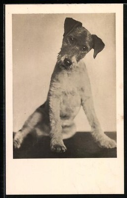 Ansichtskarte Terrier mit geneigtem Kopf und hängenden Ohren 1944 