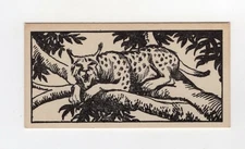 Marcantonio Interesting Animal 1953. Ocelot