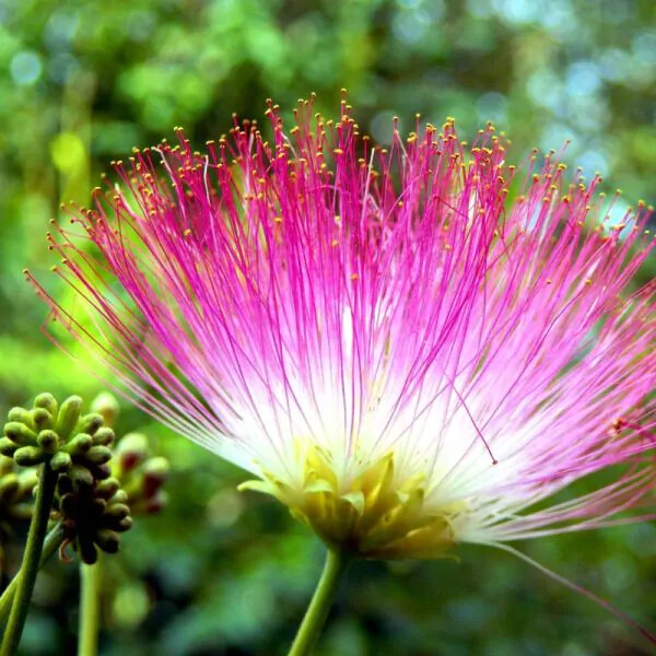lot of 20) Pink Mimosa Fresh Tree Cuttings, Unrooted Cuttings 7-8