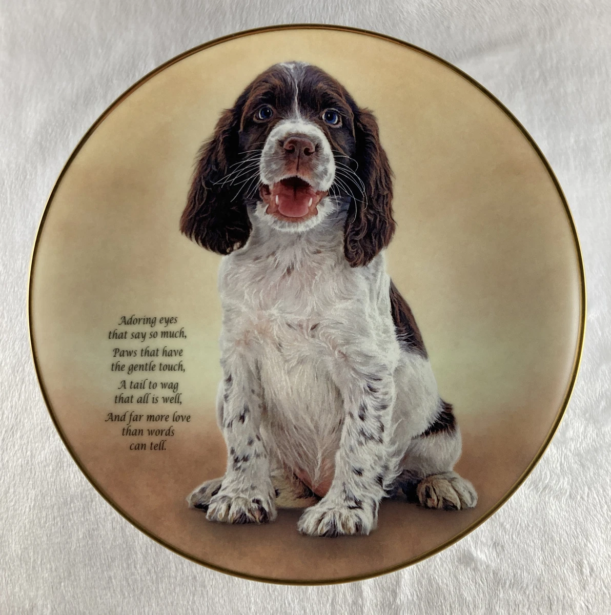 Springer spaniel for hotsell sale done deal