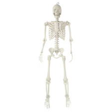 Hanging Posable Skeleton Decoration, White, 5', Halloween by Way To Celebrate