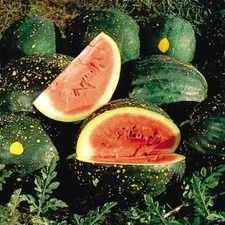 Red Moon and Stars Watermelon Seeds, Very Sweet, NON-GMO, Heirloom, FREE SHIP