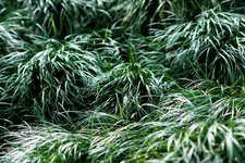 Ophiopogon japonicus (Mondo Grass) - Pond Plants