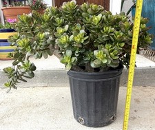17  Crosby Compact Crassula Ovata Mature Jade Multi Branches Bonsai Ready