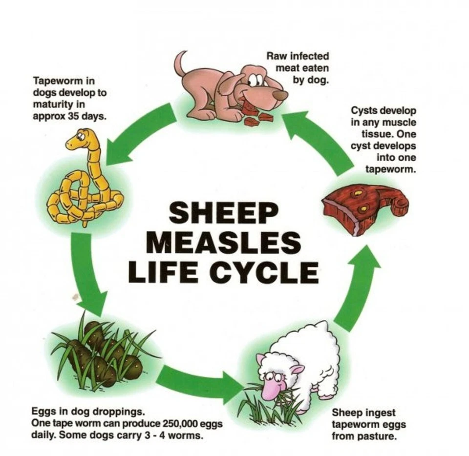 Ovejas, cabras y rumiantes antiparásitos anti-gusanos - desparasitante - Hecho en EE. UU. Foto 4 de 4