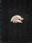 Vintage Jj Jonette Jewelry Manatee Pewter Brooche Pin Sea Life