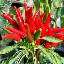 5g/500pcs Chili Pepper Seeds, Facing Heaven Pepper, Bird's Eye Chili Seeds 朝天椒种子