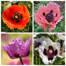 500 Samen türkischer Riesenmohn Mischung Papaver orientale winterhart