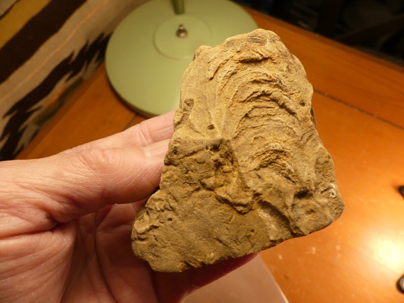 Ichnofossil Feeding Tracks by Zoophycos Worm Display Cut 2511U