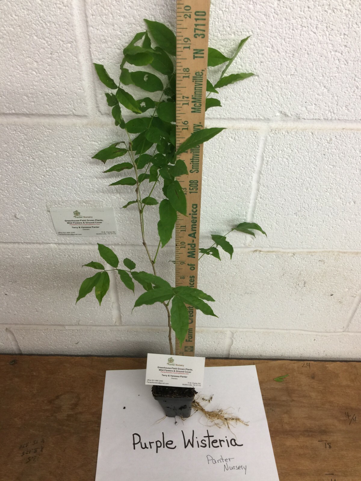 Purple Wisteria Museo Experimental el Eco