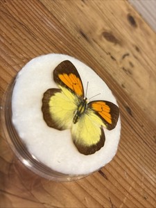 Vintage Butterfly Collection | eBay