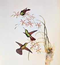 Gould DEVILLE'S AMAZILI Hummingbirds Vintage Bird Art Print Bookplate 313