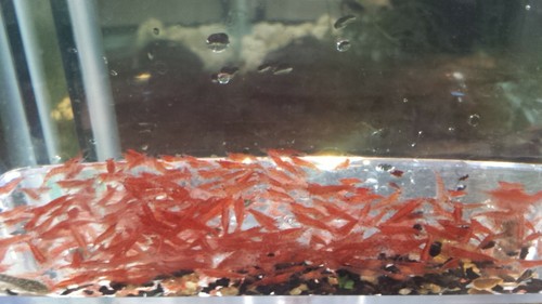 20+4 NICE RED CHERRY SHRIMP (see description) - Picture 4 of 6