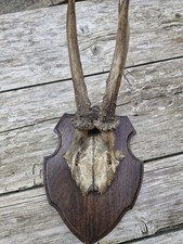 Antique Roe Deer Skull Horns Oak Shield