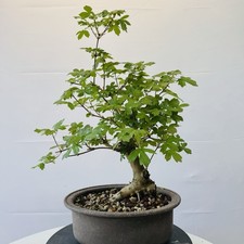 Pre Bonsai Di Acero Minore! Misure Visibili In Foto!