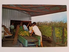 Stringing Tobacco at Harvest Time Unposted Vintage Postcard  inv1