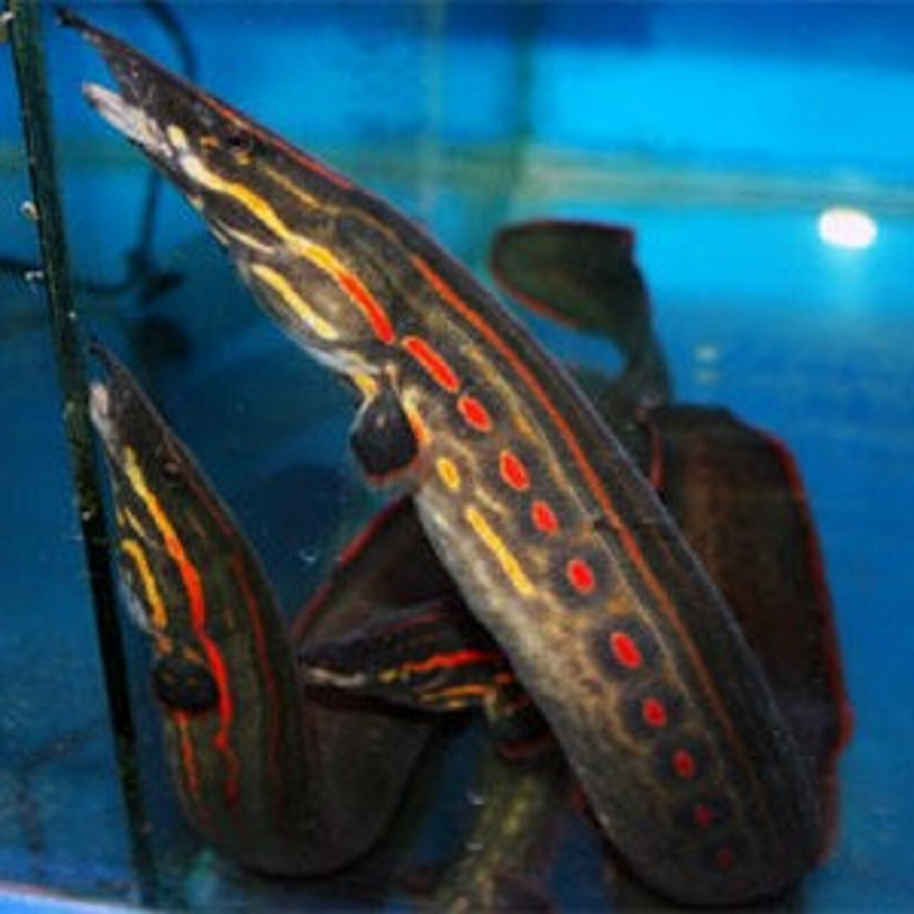 monster fire eel fresh water aquarium fish 1525 cm FREE shipping eBay