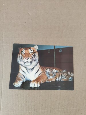 Tiger und Jungtier Basler Zoo Vintage Postkarte