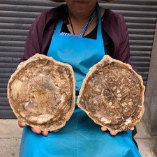 2pcs 7.12 LB Natural Petrified Wood Crystal Fossil Slice Crystal Specimen 6198