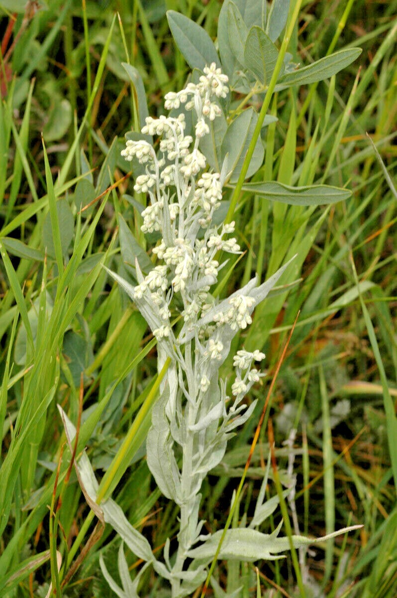 300+PRAIRIE SAGE Flower seeds White Sagebrush Perennial Native