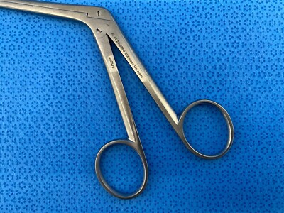 標本 Very Rare Mecosarthron buphagus 65mm Living Creatures