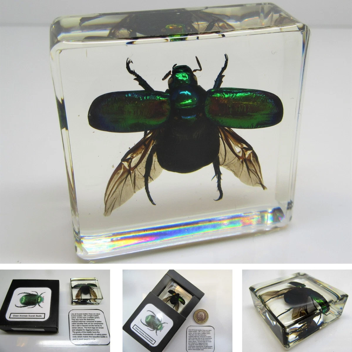 Real insects flying scarab beetle in clear resin information card on gift  box