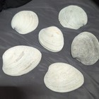 Large Natural Clam Shell Coastal Decor Beach Nautical Display Bowl Seashell — photo 1