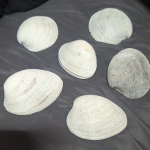 Large Natural Clam Shell Coastal Decor Beach Nautical Display Bowl Seashell