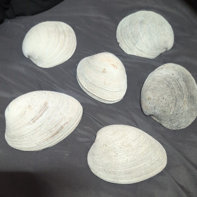 Large Natural Clam Shell Coastal Decor Beach Nautical Display Bowl Seashell